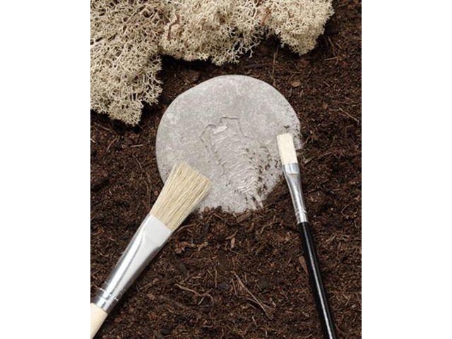 Undersök insekter av sten 8/fp