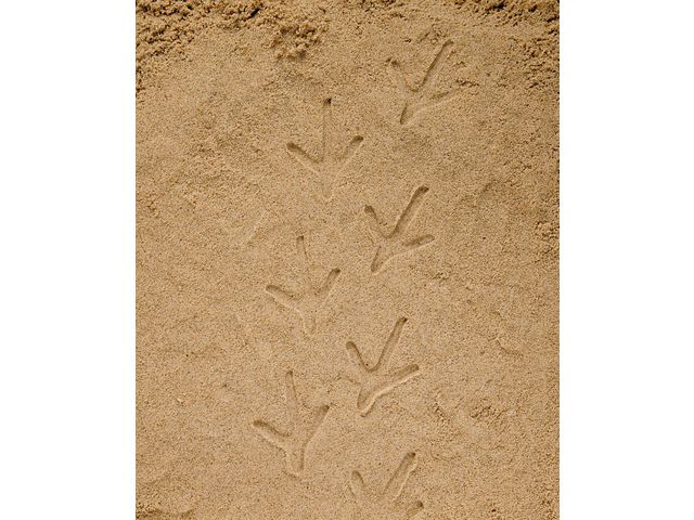 Undersök Fotspår fr bondgården sten 8/fp